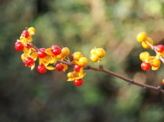 Masz ją w ogrodzie? Od 2027 roku będzie zakazana. Kary sięgają miliona