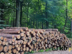 Mnóstwo osób kupuje to drewno ze względu na niską cenę. Potem zaczynają się problemy