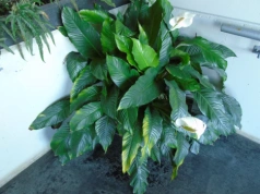 Jedna szklanka w lutym. Ten trik wybudza skrzydłokwiat z zimowego snu