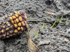 Odchwaszczanie pszenicy ozimej po kukurydzy