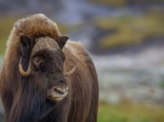 Włochaty byk pojawił się w Polsce. Zniesie ekstremalny mróz