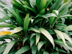 "Żelazna roślina" wraca na salony. Jej bujne liście ożywią każda przestrzeń