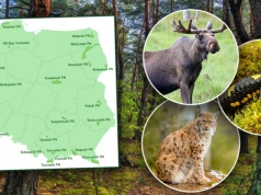 Te zwierzęta to ikony Polski. Czy wiesz którym parkom patronują? 10/10 tylko dla pasjonatów