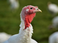 Dobrostan indyków: nowe zalecenia w UE