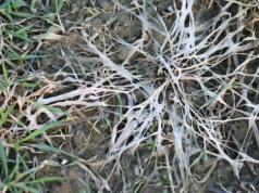 Jak walczyć z pleśnią śniegową na trawniku?