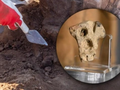 Budowali autostradę, trafili na tajemniczy artefakt. Sensacyjne znalezisko na Podkarpaciu