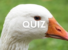 Wymagający quiz wiedzy ogólnej na G, w którym nawet bystrzak może polec