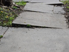 Tych drzew nie sadzić obok domu? Ich korzenie niszczą chodnik, rury i fundamenty