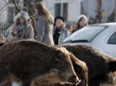 "Dziki uczą się w miastach błyskawicznie. Znają rozkłady jazdy"