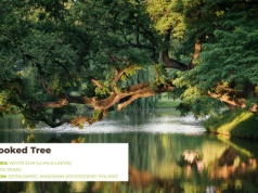 "Krzywe Drzewo" z Szydłowca walczy o tytuł Europejskiego Drzewa Roku, głosowanie trwa do 22 lutego