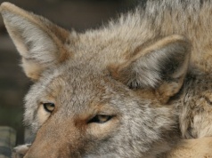 Drapieżniki są coraz liczniejsze w mieście. Musimy się przyzwyczaić