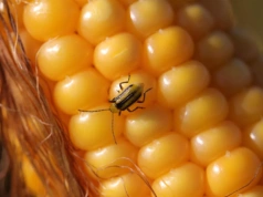 Kukurydza po kukurydzy - na co uważać, żeby nie stracić plonu?