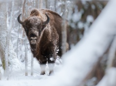 Bieszczady pękają w szwach… od żubrów. Ich liczba szybko rośnie