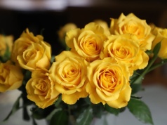 Róże opadły? Florystki mają na to patent. Kwiaty odżyją od razu