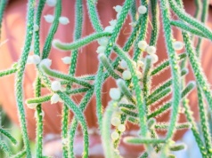 Ta roślina dosłownie wylewa się z doniczki. Zawieś wysoko i podziwiaj zielony "żyrandol"