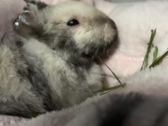 Nowe informacje o skatowanym Marcysiu: musi mieć amputowane tylne łapki