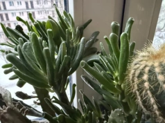 „Uszy Szreka” podbijają polskie domy. Ta roślina przyciąga pieniądze i rośnie nawet u zapominalskich