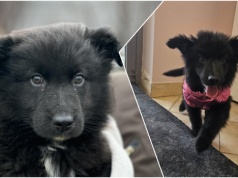 Do serca przytul psa. Kiara czeka na nowy dom