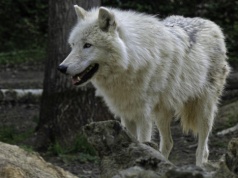 Hybrydy wilka zamiast psów w domach. Taka moda w Europie Zachodniej