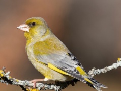 Wśród ptaków w karmniku pojawia się nagle ten zielony olbrzym. Kto to?