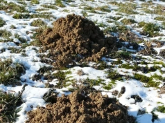 Wlej to do kopca, a znikną w kilka dni. Ogrodnicy masowo testują tę mieszankę