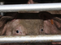 Zginęło 715 świń, ale część była martwa długo przed pożarem. Sensacyjne śledztwo w sprawie fermy trzody