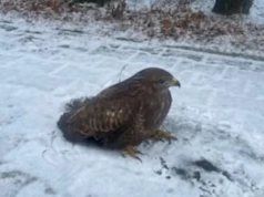 Czujność mieszkańca uratowała myszołowa, który w centrum miasta zasłabł i nie był w stanie odlecieć