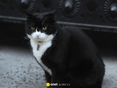 Nie żyje Palmerston. Słynny kot w służbie Jego Królewskiej Mości