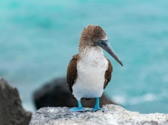 Galapagos – jak zorganizować podróż, ile kosztuje i co warto zobaczyć?