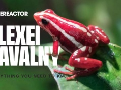 Wszystko, co musisz wiedzieć o toksynie żaby strzałkowej, która rzekomo została użyta do zabicia Alekseja Nawalnego