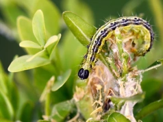 Mróz ich nie zgładził. Oblej tym bukszpan po zimie – larwy padną jedna po drugiej