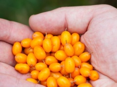 Więcej witaminy C niż cytryna. Polskie złoto jak tarcza dla wątroby i nerek