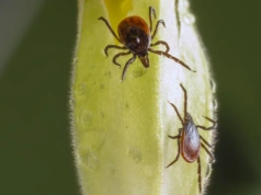 Te rośliny przyciągają kleszcze jak magnes. Sprawdź, zanim zrobi się niebezpiecznie