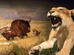 Myśleli, że to tygrysy. Okazało się, że to inny, o wiele większy kot