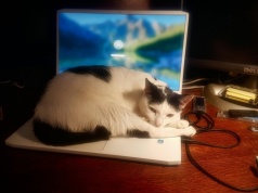 Chcesz wziąć home office, bo boisz się panującej w firmie grypy? Życzę powodzenia w namawianiu szefa