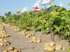 Rynek ziemniaka 2026 – czy ceny odbiją? Debata ekspertów w Miłosławiu