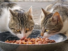 Karmiciele kotów z Legnicy mogą zgłaszać się po karmę od miasta