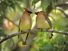 Ten sam sygnał jest wykorzystywany przez ptaki na czterech kontynentach. Wszystko przez wspólnego wroga