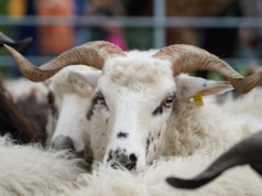 Rusza nabór na kursy baców i juhasów. Coraz większe zainteresowanie kobiet