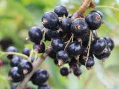 Porzeczki. Nowe wyzwania w ochronie plantacji – webinarium już 20.02.2026 o godz. 19.00!