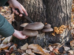 Te grzyby wciąż możesz znaleźć w lesie. Niestraszny im nawet mróz