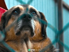 Nie tylko psy w schroniskach. W Polsce masowo łamiemy prawa zwierząt