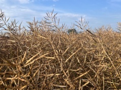 Prognoza powierzchni zbiorów i produkcji rzepaku w Indiach zmniejszona. Rolnicy wybierają inną uprawę