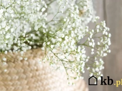 Ta roślina robi „chmurę” w ogrodzie. Wymagania? Minimalne - posiej i zapomnij