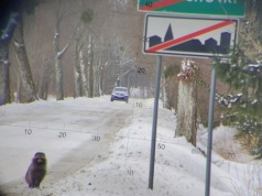 Dziwne zwierzę wyszło z lasu. Zaskoczyło patrol na granicy w warmińsko-mazurskim