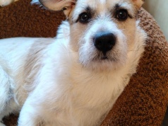 Mieszkanka Warszawy opublikowała w Internecie zdjęcie wysypki na ciele. Szuka dla psa nowego domu, ludzie zlinczowali ją w komentarzach