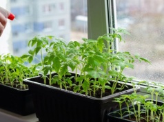 Wysiej lubiane warzywa do doniczek już w lutym. Będziesz mieć na kanapki