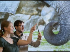 Trąbę słonia pokrywają włosy o niezwykłych właściwościach