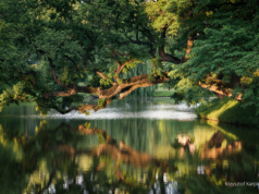 Ekolodzy: został tydzień, by wesprzeć polski wiąz w konkursie Europejskie Drzewo Roku