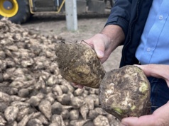 Gorzka decyzja KGS: 40,00 zł/t netto za nadwyżkowe buraki cukrowe. "Nie będzie opłacało się ich wykopywać"